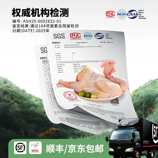 【发出后不支持拦截退货】杨博士 老母鸡 900g/900g*2 商品图5
