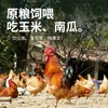 【发出后不支持拦截退货】杨博士 大公鸡 1300g-1500g（赠鲜鸡血300g*1） 商品缩略图5
