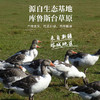 额雁·新疆塔城风干飞鹅2000g/只  肉质细腻嫩香 久煮不易柴 商品缩略图3