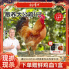 【发出后不支持拦截退货】杨博士 大公鸡 1300g-1500g（赠鲜鸡血300g*1） 商品缩略图0