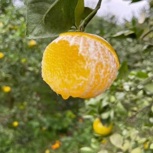 广西武鸣皇帝 柑｜口感巅峰2月9日停售｜产地现摘现发 商品图8