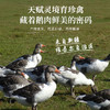 额雁·新疆塔城速冻飞鹅2000g/只  口感鲜香不油腻 商品缩略图3