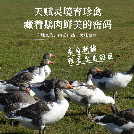 额雁·新疆塔城速冻飞鹅2000g/只  口感鲜香不油腻 商品图3