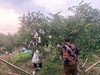 助力春见耙耙柑，现摘现发，新鲜橘子，酸甜适宜，肉嫩多汁，易剥壳 商品缩略图2