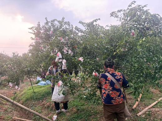 助力春见耙耙柑，现摘现发，新鲜橘子，酸甜适宜，肉嫩多汁，易剥壳 商品图2