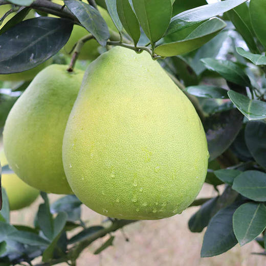 【万山香柚】一口清香脆爽多汁28.8元5斤包邮 偏远地区不发货 商品图2