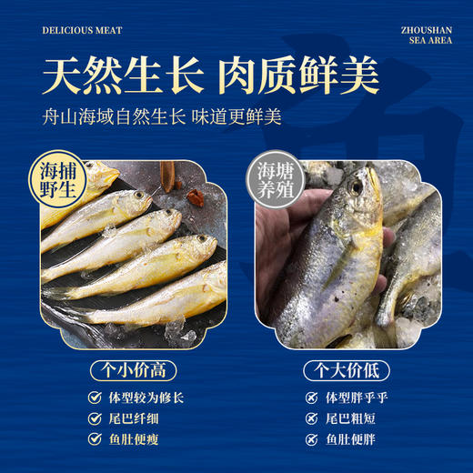 【舟山野生小黄鱼礼盒】黄金海域，纯正野生，液氮锁鲜，新年 “小金条”， 鲜礼首选！500克/袋，109元起 商品图6