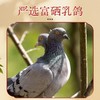 【发出后不支持拦截退货】杨博士 富硒烤乳鸽 220g*4（赠青梅酱*4） 商品缩略图2