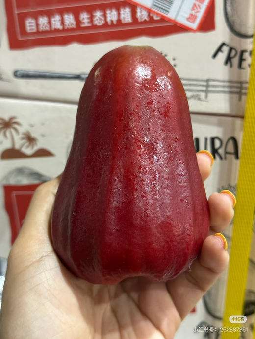 高山冰糖莲雾(毛重4斤左右) 商品图0