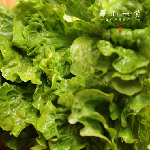 生态生菜（送2两小葱）【农场直发-顺丰包邮】| 2.5斤装，来自成都郫都区 商品图5