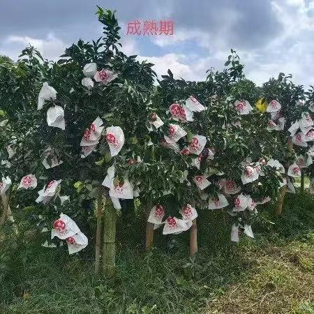 【播州红美人果冻橙10斤装】当季鲜果 满满都是维生素C  偏远地区不发货 商品图1