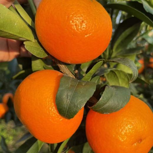 广西武鸣  无核沃柑  4.8-5斤中大果 商品图1