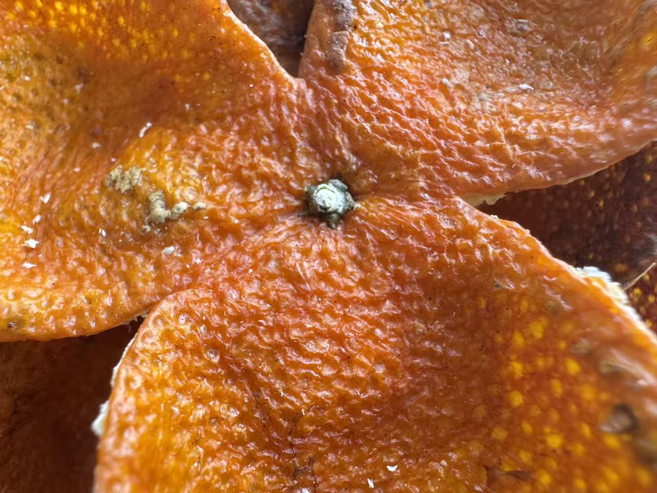 2025 东甲老树圈枝  冬后大红皮 果小皮薄特甜 500克起