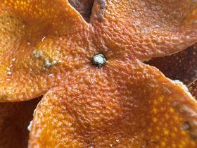 2025 东甲老树圈枝  冬后大红皮 果小皮薄特甜 500克起