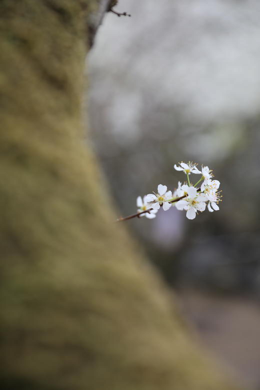 2月10日【从化】吕田李花·摄莲麻小镇风情1天<臻享> 商品图4
