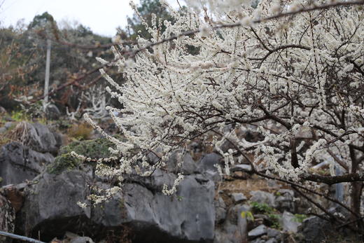 2月10日【从化】吕田李花·摄莲麻小镇风情1天<臻享> 商品图1