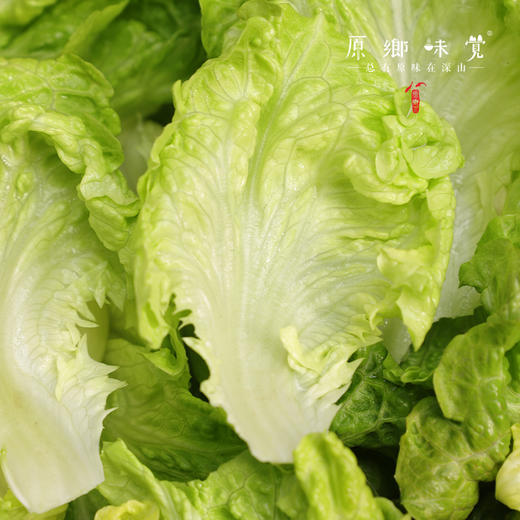 生态生菜（送2两小葱）【农场直发-顺丰包邮】| 2.5斤装，来自成都郫都区 商品图4