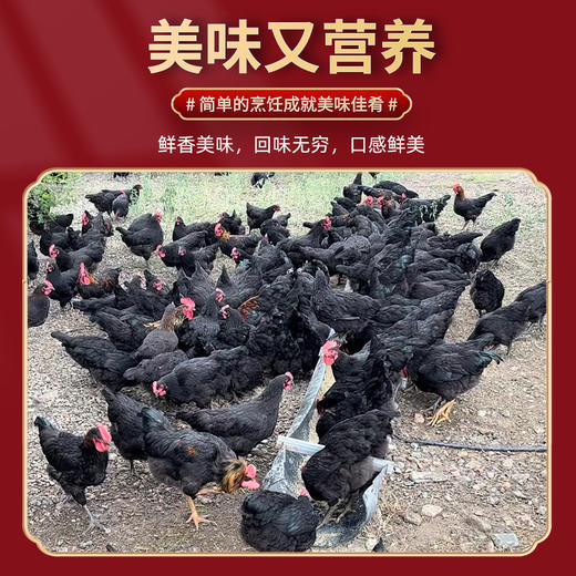 额雁·新疆塔城速冻鸡1~1.5kg /只  肉质鲜美筋道 商品图2