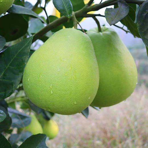 【万山香柚】一口清香脆爽多汁28.8元5斤包邮 偏远地区不发货 商品图1