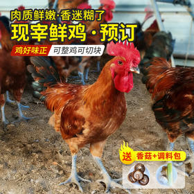 散养黑脚公鸡  纯粮食喂养土鸡 粮食鸡 肉质鲜嫩 适合炒炖 可整鸡可切块 鲜鸡