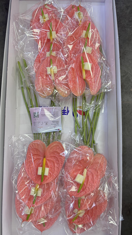 【绿光彩掌】山特 深粉 单枝 商品图4