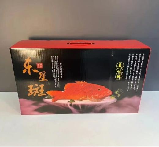 深海东星斑 | 东山岛 商品图5