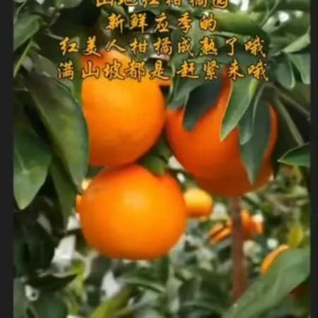 【播州红美人果冻橙10斤装】当季鲜果 满满都是维生素C  偏远地区不发货 商品图2