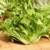 生态生菜（送2两小葱）【农场直发-顺丰包邮】| 2.5斤装，来自成都郫都区 商品缩略图2