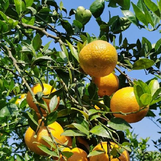 广西武鸣皇帝 柑｜口感巅峰2月9日停售｜产地现摘现发 商品图0