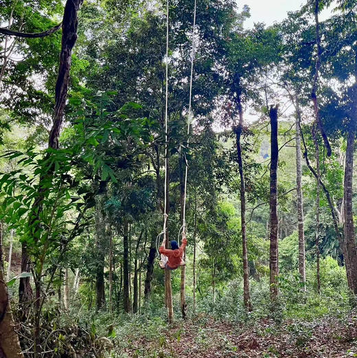 云南 | 秘境小普希热带雨林寻找寄生花，版纳雨林最新路线！季节限定《寻找寄生花》日营活动神秘来袭！还有高空秋千和溯溪徒步！ 商品图6