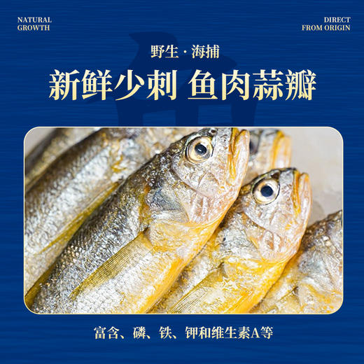 【舟山野生小黄鱼礼盒】黄金海域，纯正野生，液氮锁鲜，新年 “小金条”， 鲜礼首选！500克/袋，109元起 商品图3