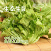 生态生菜（送2两小葱）【农场直发-顺丰包邮】| 2.5斤装，来自成都郫都区 商品缩略图0
