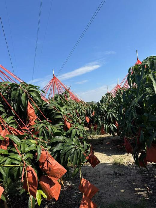 【海南金煌芒】26年新年芒果 海南发货 皮薄肉厚 水嫩多汁 核薄纤维少 味道香甜 商品图5