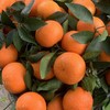 广西武鸣  无核沃柑  4.8-5斤中大果 商品缩略图2