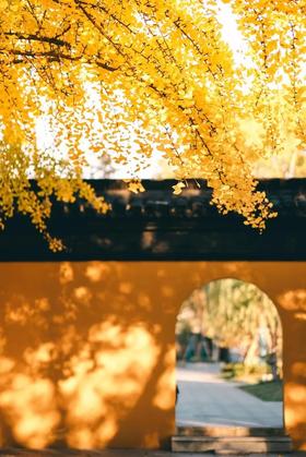 过年别再乱送礼了！这套典藏级茶叶礼盒，百元出头更显档次！