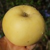 010宁夏奶油富士 皮薄肉脆 酸甜适中 汁水充盈 黄河边沙漠里的珍宝 商品缩略图3