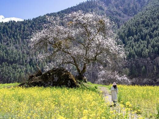 藏南春归 | 林芝雪山桃花 7日林芝/4日山南之旅 商品图14