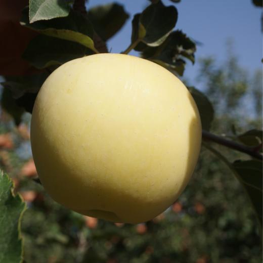 010宁夏奶油富士 皮薄肉脆 酸甜适中 汁水充盈 黄河边沙漠里的珍宝 商品图8