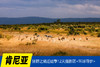 7.22确定出发【肯尼亚】狂野之境迁徙季12/13天摄影团<环球寻梦> 商品缩略图0