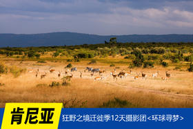 7.22确定出发【肯尼亚】狂野之境迁徙季12/13天摄影团<环球寻梦>