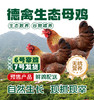 德禽/生态散养 母鸡（约900g）*两只 商品缩略图0