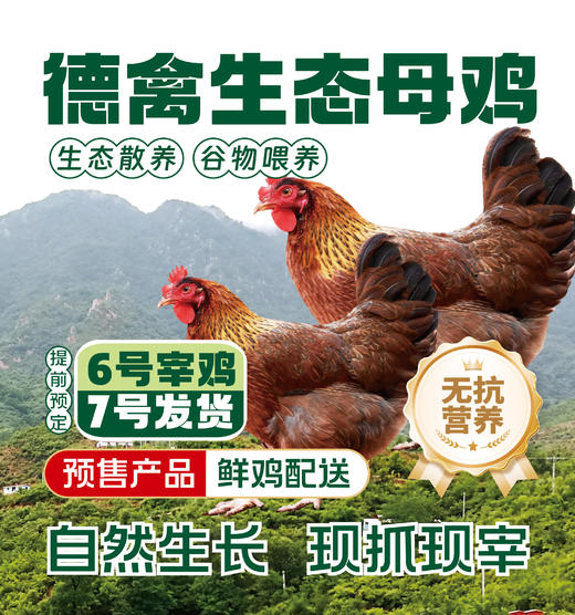 德禽/生态散养 母鸡（约900g）*两只 商品图0