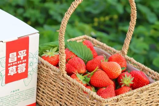 79.9元抢鲜！田园亲子通票：摘草莓+捡鸡蛋/抓猪体验+喂萌宠+逛多肉＋滑冰，周末遛娃一站搞定！ 商品图1