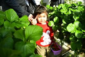 79.9元抢鲜！田园亲子通票：摘草莓+捡鸡蛋/抓猪体验+喂萌宠+逛多肉＋滑冰，周末遛娃一站搞定！