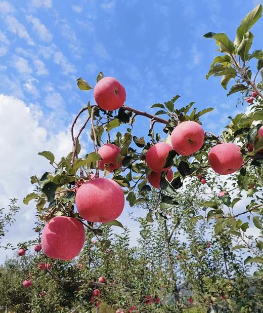 自营-吉县高山苹果 昼夜温差酿好味 酸甜适口老少皆宜 商品图3