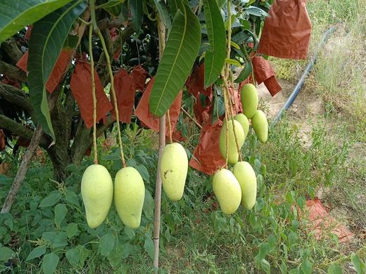 吃海芒芒 ｜即食金芒 商品图3