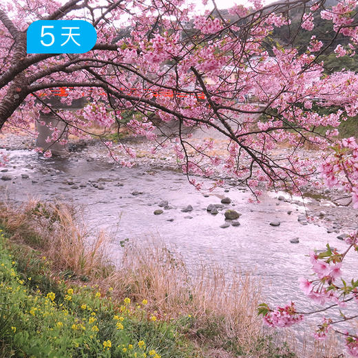 四国遍路精华版65KM丨古老禅修道  赠送金刀比罗宫《樱桃小丸子》取景地  樱花季 5日 商品图2