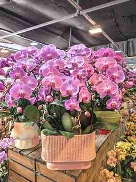 蝴蝶兰大粉冠军12支