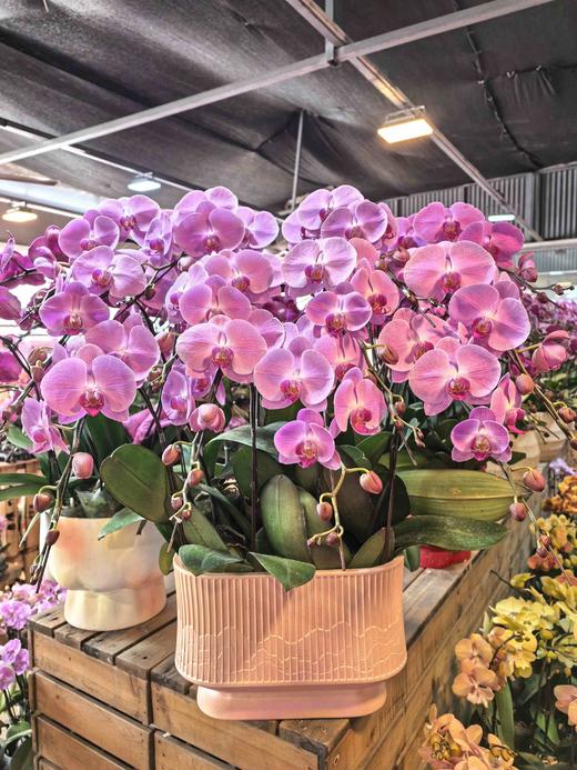 蝴蝶兰大粉冠军12支 商品图0