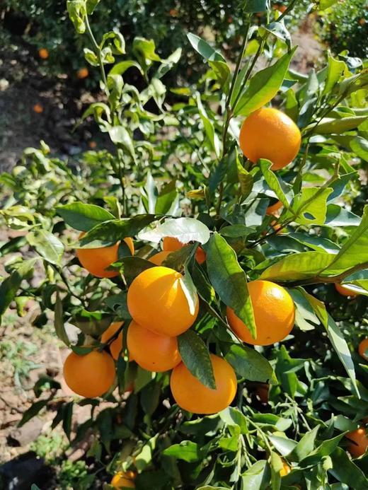 有机沃柑  5斤 商品图2